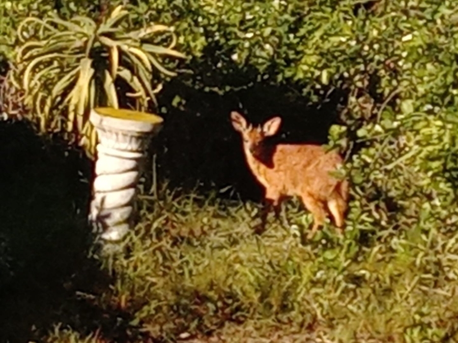 Commercial Property for Sale in Paradise Beach Eastern Cape